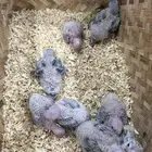 فروخ كنيور اناناس