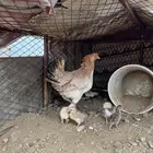 دجاجه بلديه عليها 7 فروخ