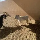 تيس فحل