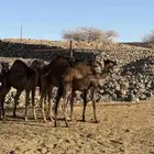 قعدان