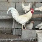 دجاج عربي اصيل ابيض