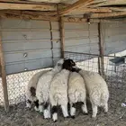 ذبيحه ذبايح نعيمي فاخر