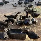 بط بلدي مسكوفي