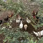 دجاج بشاير العدد 35