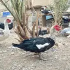بط شهرمان