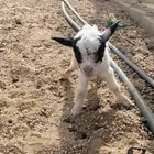 قزمي بيور الله يبارك ويعوض خير العرض مبيوع