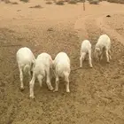 بهم حري خرفان