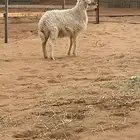 رخل حريه