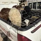 للبيع بهم مشكلات كل من جذع وتحت مشكل شي مغلق وشي وسط نعيم