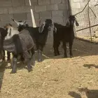 حوالي 15 جفره عوارض طيبه للقاني جاهزة لتربيه مراح طيب