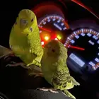 مطلوب انثى بادجي