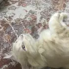 للتبني