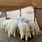 طليان سمان ذبايح