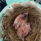 فروخ كناري غر ابيض كرست . تم البيع