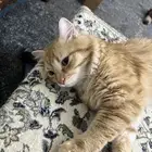 قطه للتبني شيرازي هملايا