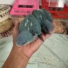 فروخ كويكر