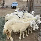 رخال فواخر صنف