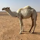 مفرود طيب