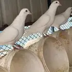 حمام فرنسي سلالة طيبه ومنتج
