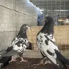 حمام باكستاني