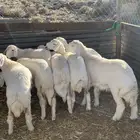 رخال تصلح مقاني وذبايح