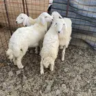 طليان حريات