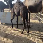 قعود مجهم على حليب امه
