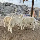 للبيع 4 طليان حريه ذبايح جمله وتفريد
