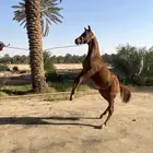 للبيع مهر اهو