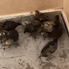 دجاج و ديك للبيع