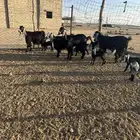 معزا خمس معهن عشر