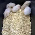 هامسترات للبيع