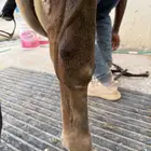 خدمه فحص الخيل قبل الشراء