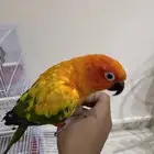 بغباء صن كنيور