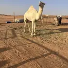 بعير رماني ثني