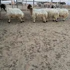خرفان نعيم