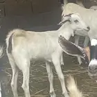 جفره