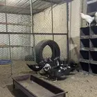 6 بطات مصري