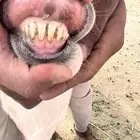 مشروع فحل