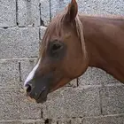 حصان شعبي