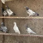 حمام باكستاني مطير