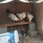 دجاج فرنسي بياض الموقع املج