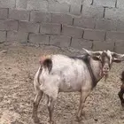 تيس