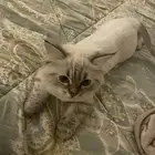 قطة للبيع