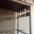 طيور