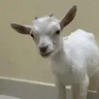 تيس أمريكي بيور