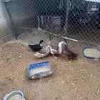 بط شرشري بياض