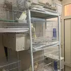 كروان مشكل اجواز منتجه وفروخ للبيع العدد كامل 12 حبه