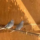 يمام ماسي