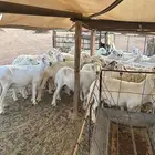 غنم حريات حرش